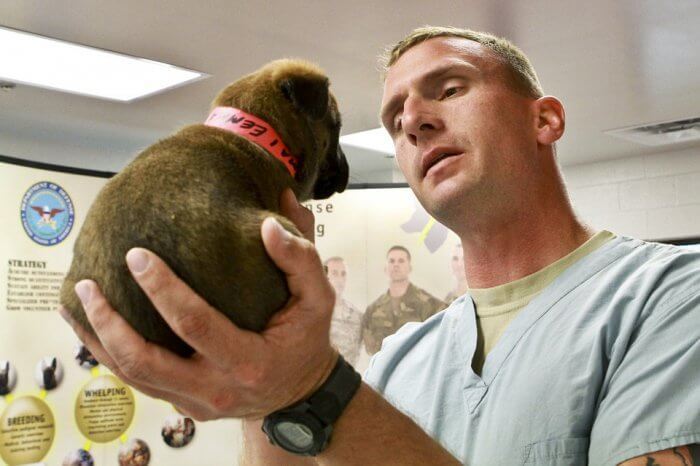 devenir auxiliaire de santé animale