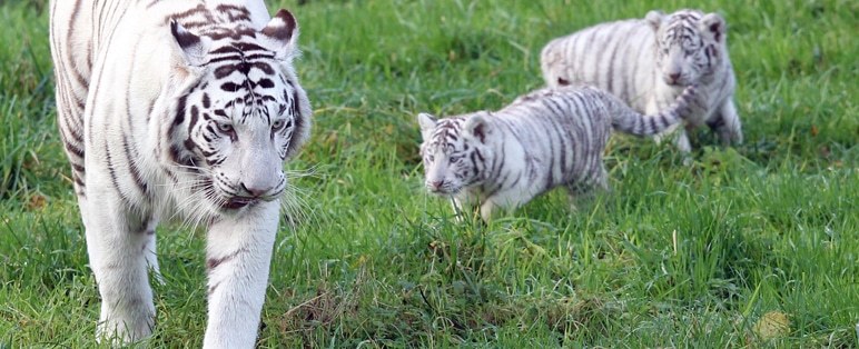 Des bébés tigres blancs au zoo de Cerza