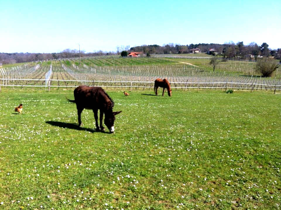 Cheval et Âne du Grand Jaure