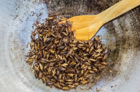 uploded_insectes_comestibles-1466093305