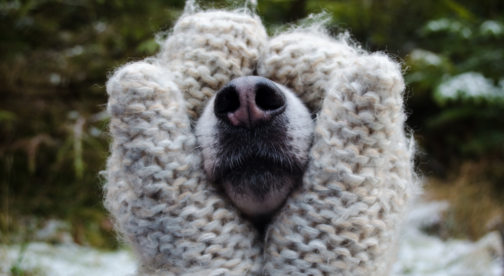 chien et froid hivernal