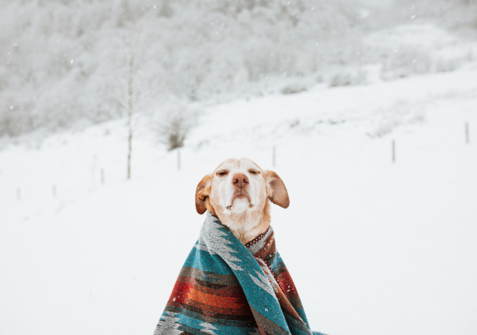 danger froid hivernal pour le chien